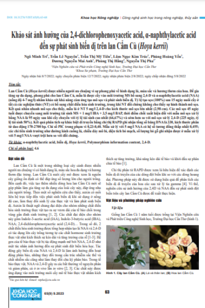 Khảo sát ảnh hưởng của 2,4-dichlorophenoxyacetic acid, α-naphthylacetic acid đến sự phát sinh biến dị trên lan Cẩm Cù (Hoya kerrii)